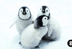PENGU Melejit! Mirip PEPE Akankah Terbang Tinggi ?