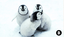 PENGU Melejit! Mirip PEPE Akankah Terbang Tinggi ?
